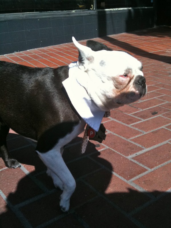 French Bulldog in a Necktie