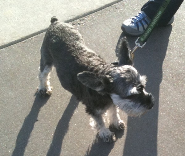 Schnauzer with natural erect ears
