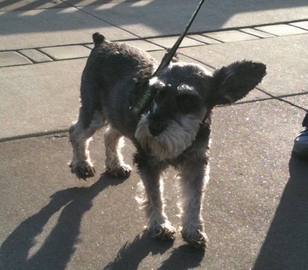 Schnauzer with 'up' ears