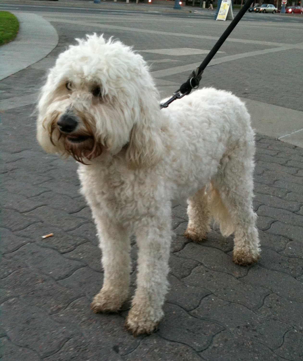 Dog of the Day: Fiona the Goldendoodle - The Dogs of San FranciscoThe