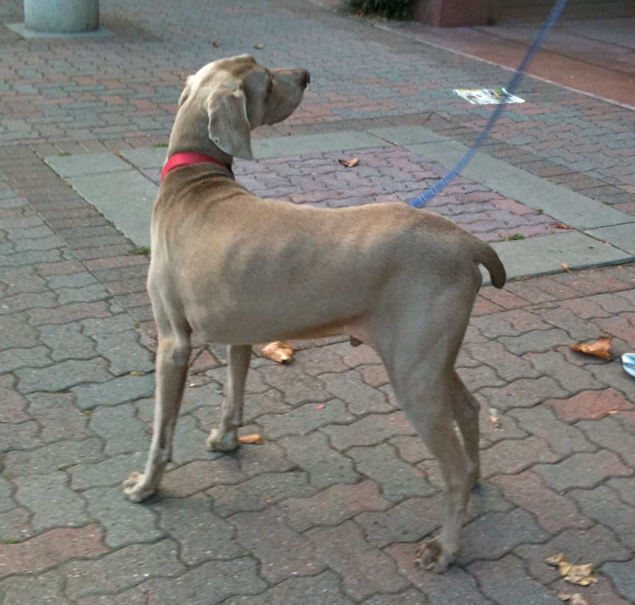 Dog of the Day: Justice the Weimaraner - The Dogs of San FranciscoThe