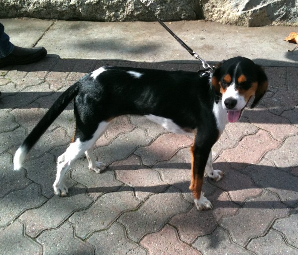 Half Beagle, Half Cavalier King Charles Spaniel