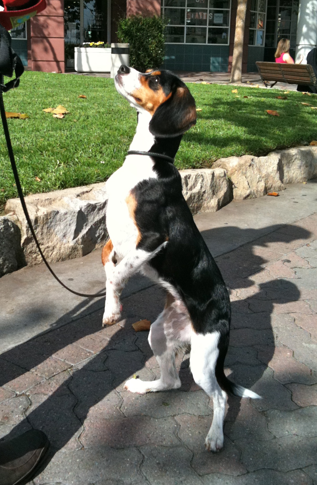 Dog of the Day: Eddie the Cavalier King Charles Spaniel/Beagle Mix | Dogs of San Francisco