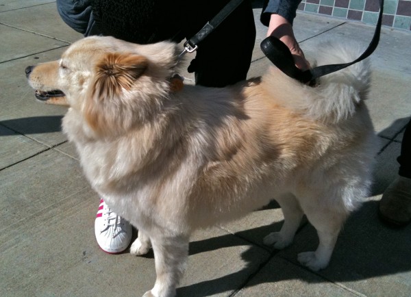 Samoyed, Biscuit Coloration