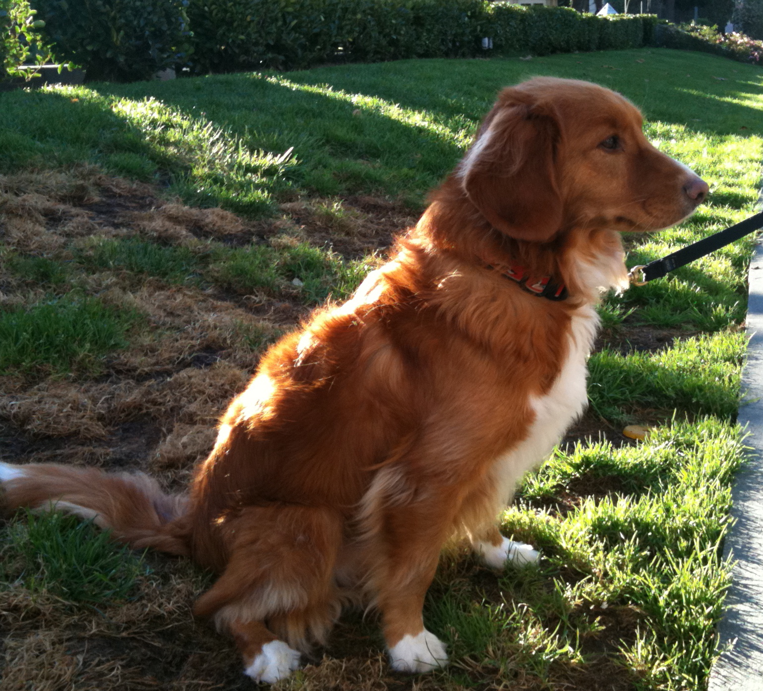 Double Dog Day Bud And Cali The Nova Scotia Duck Tolling Retrievers The Dogs Of San Francisco