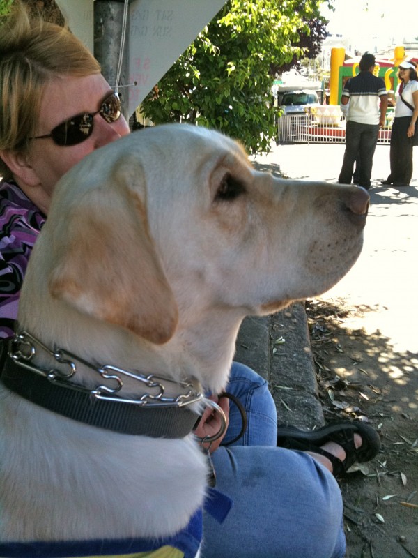 Yellow Labrador Retriever Assistance Dog