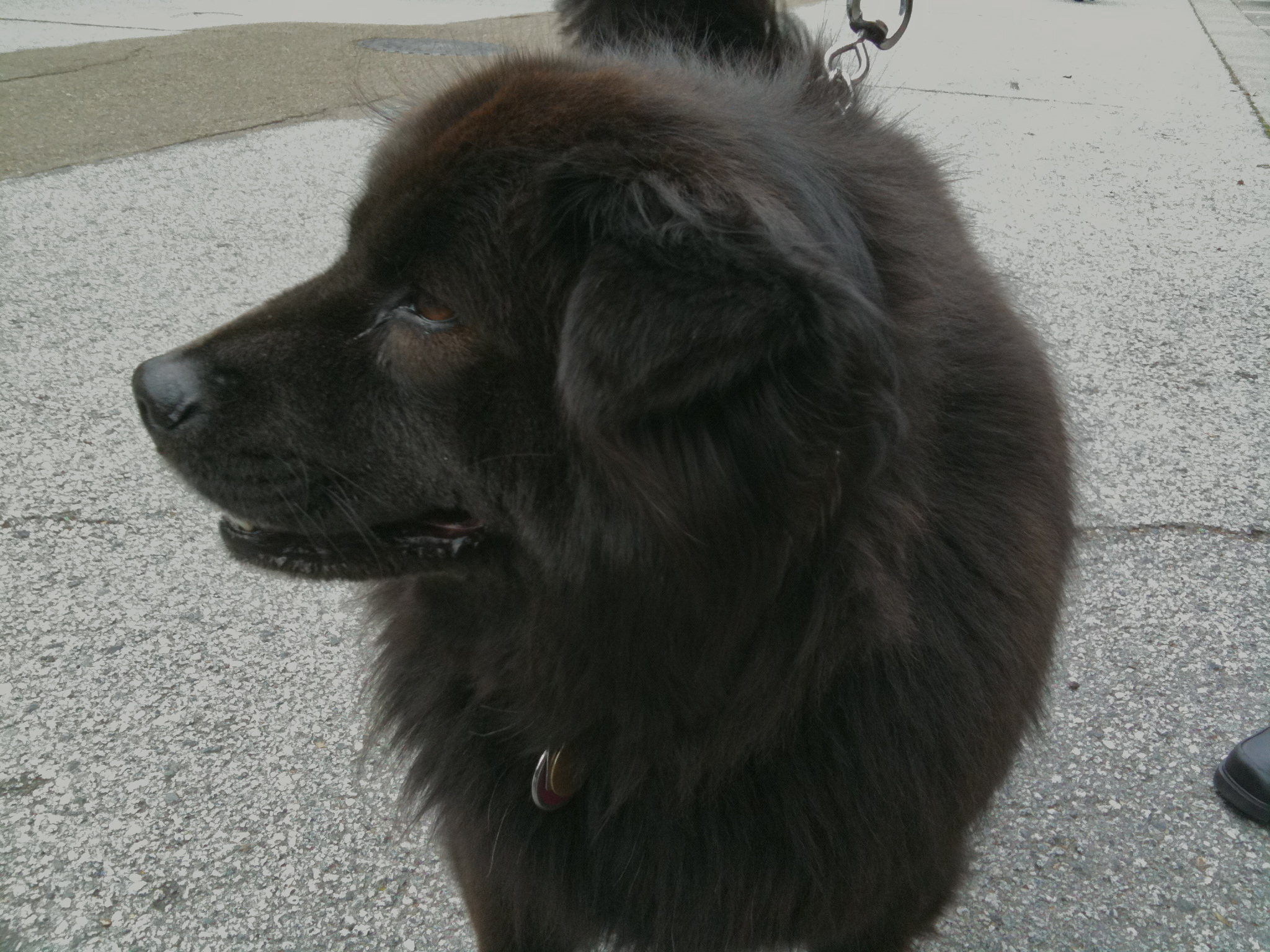 Dog of the Day Madeline the Chow Mix The Dogs of San