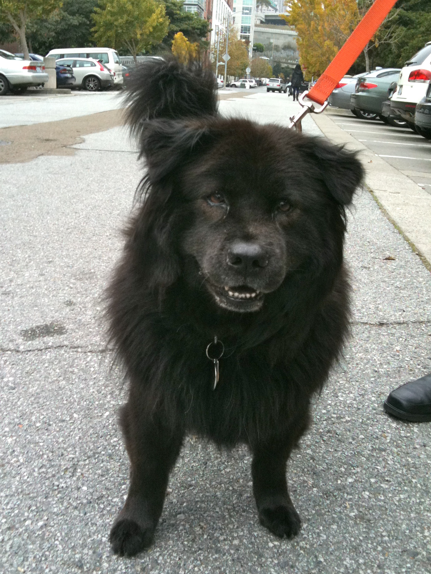 Dog of the Day Madeline the Chow Mix The Dogs of San