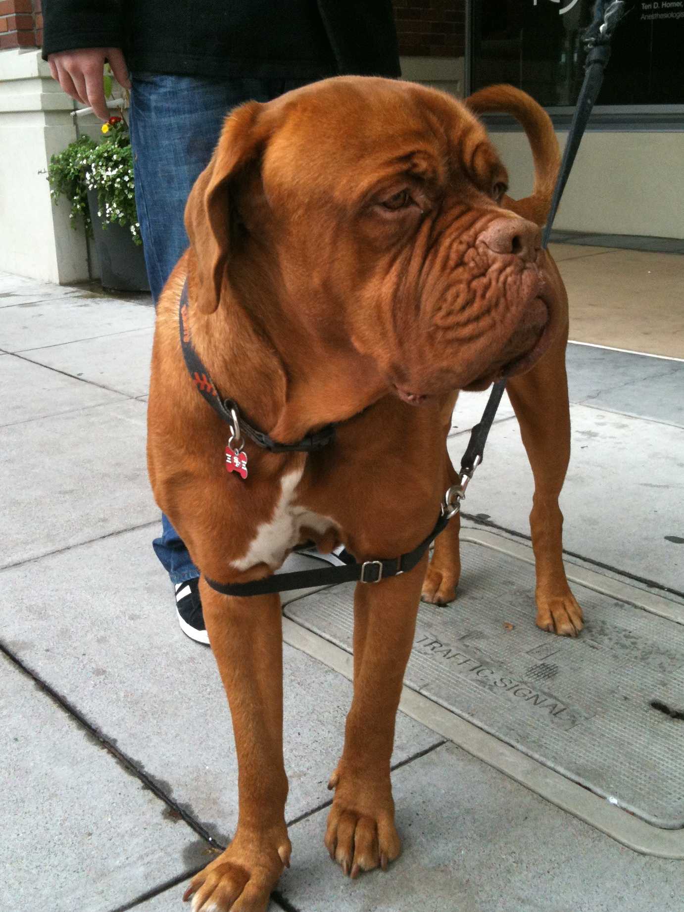 Dog of the Day Sherman the French Mastiff The Dogs of
