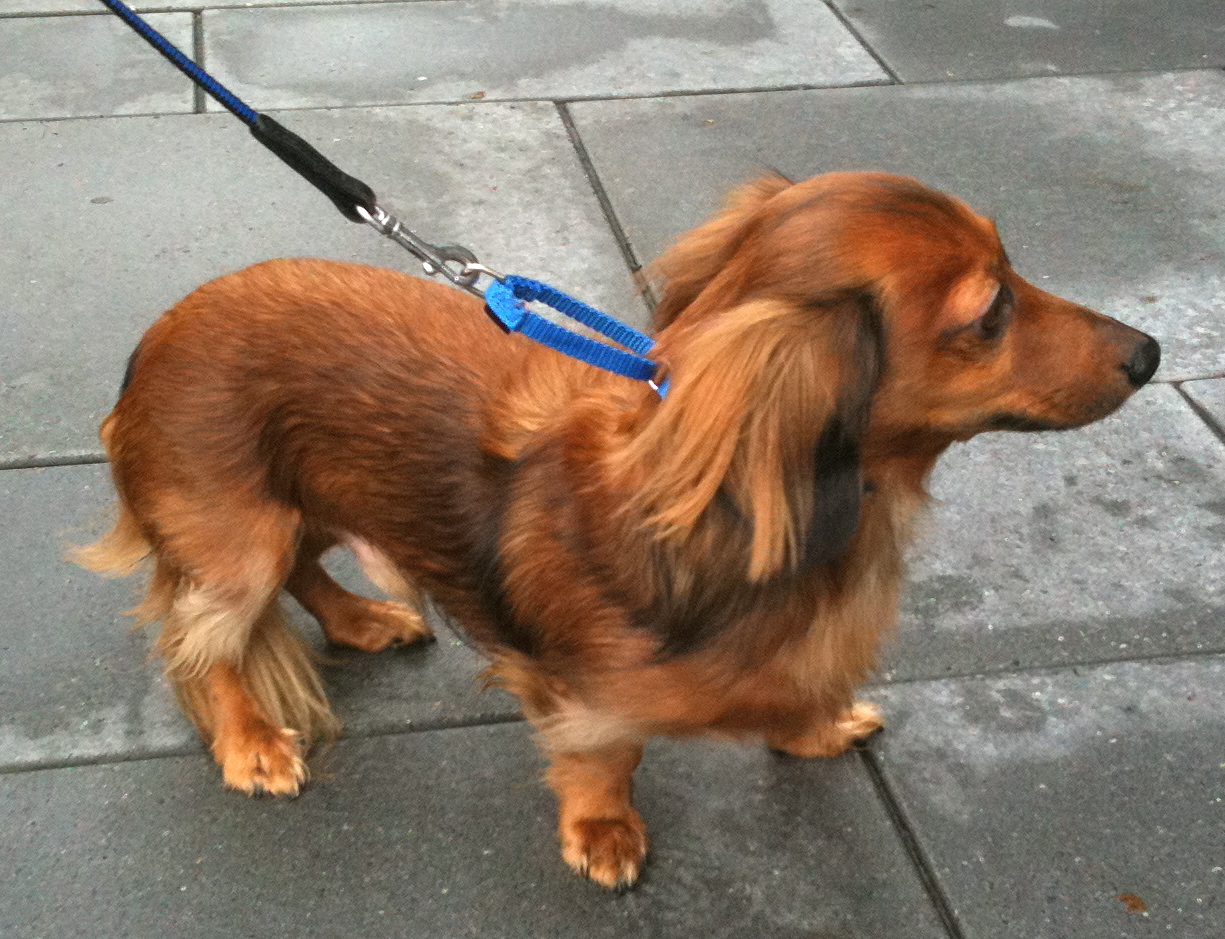 Dog of the Day Foofly Wiener The Dogs of San