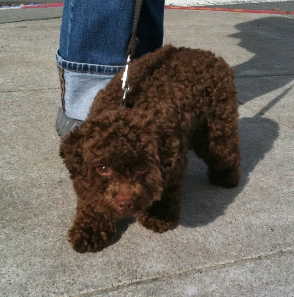 Brown Toy Poodle