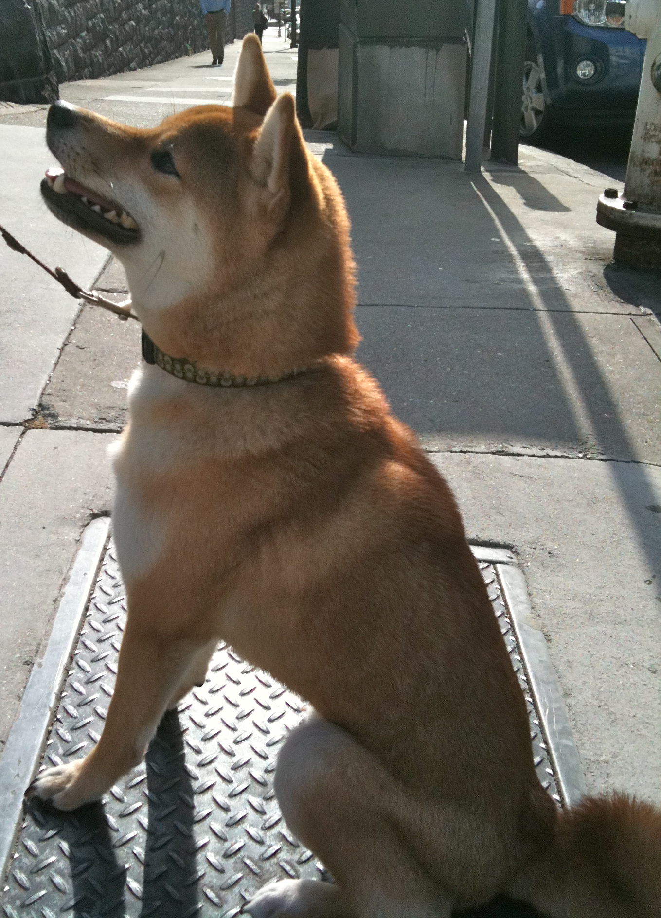 Shiba Inu Shepherd Lab Mix