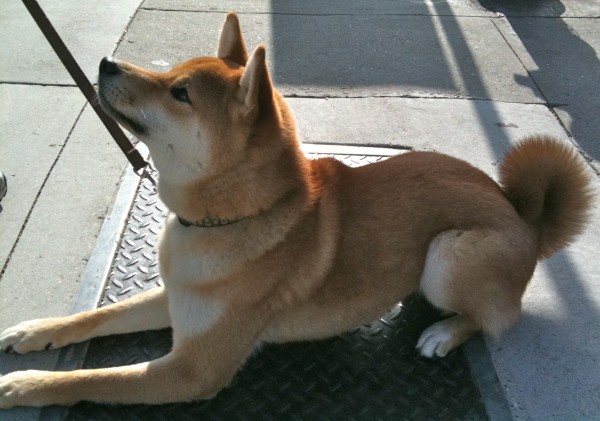 Shiba Inu