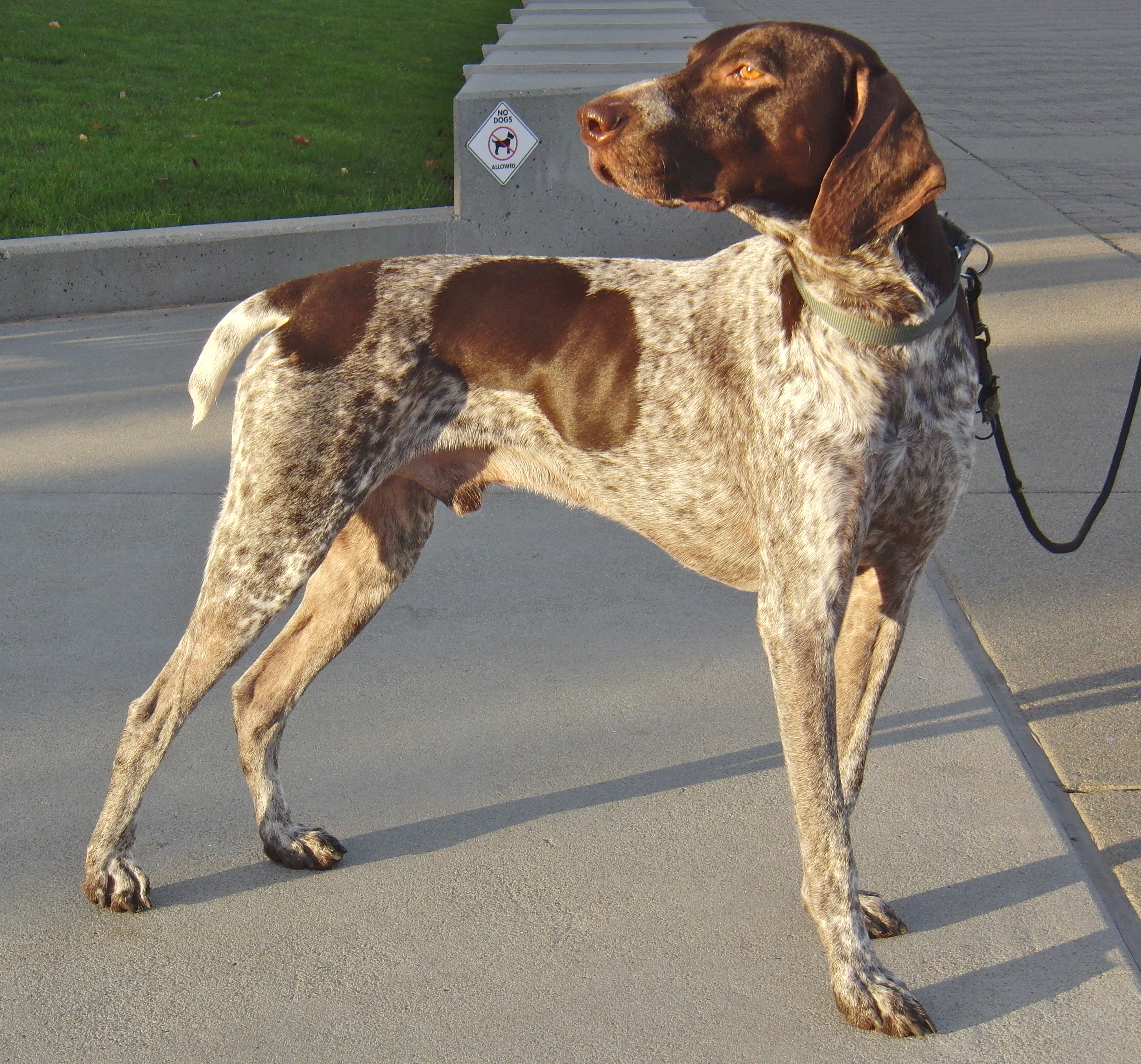 Collection 91+ Images Picture Of A German Shorthaired Pointer Sharp 12/2023