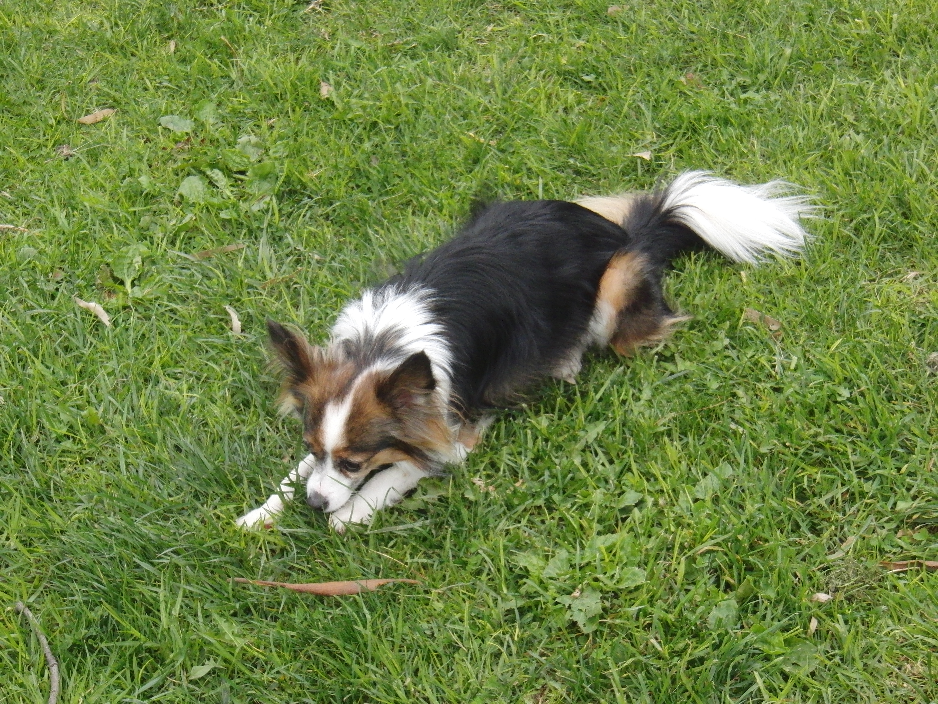 Dog Of The Day Fozzie The Shetland Sheepdog Papillon Mix The Dogs Of San Francisco