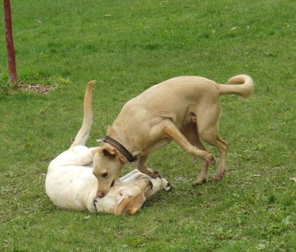 Lab Puppy and Lab Mix Playing