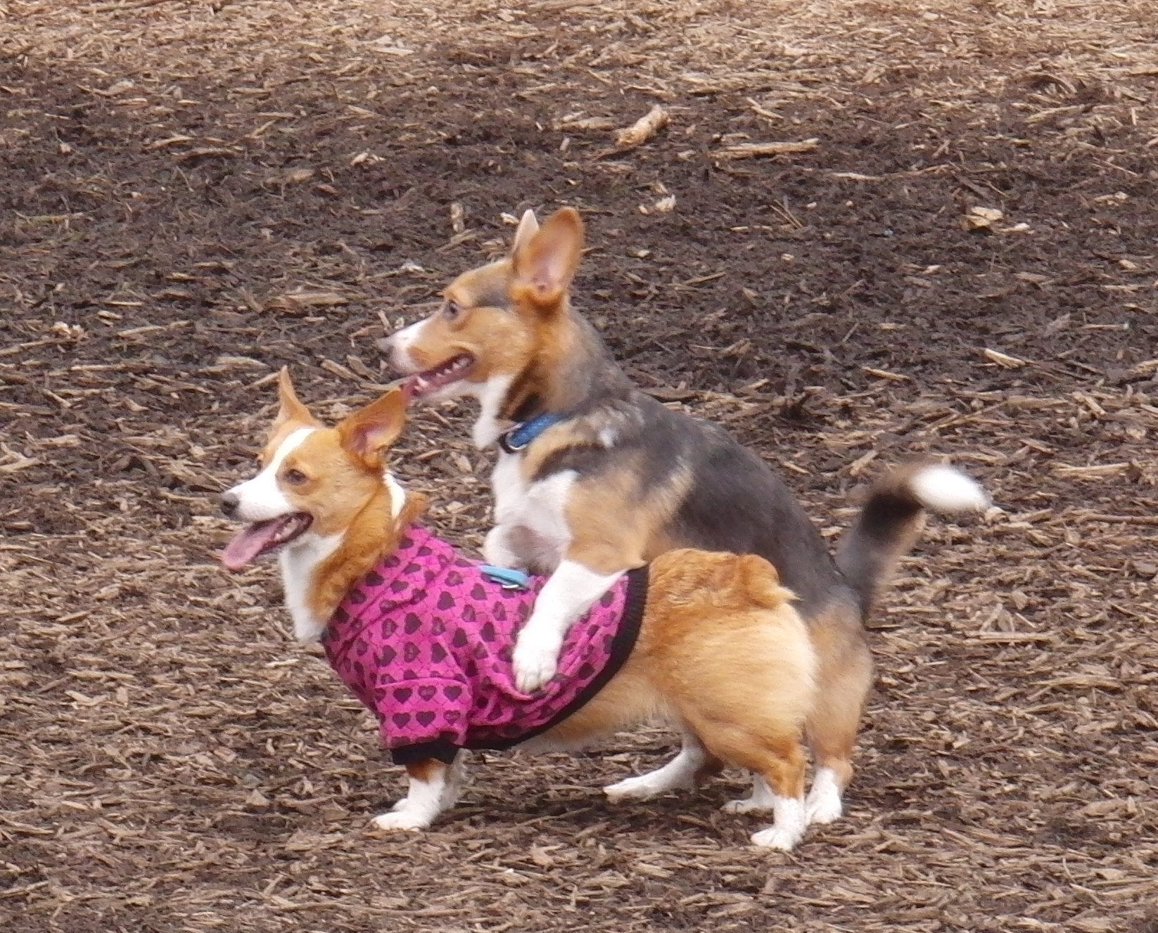 Dog of the Day: Corgi Action Shots | The Dogs of San Francisco