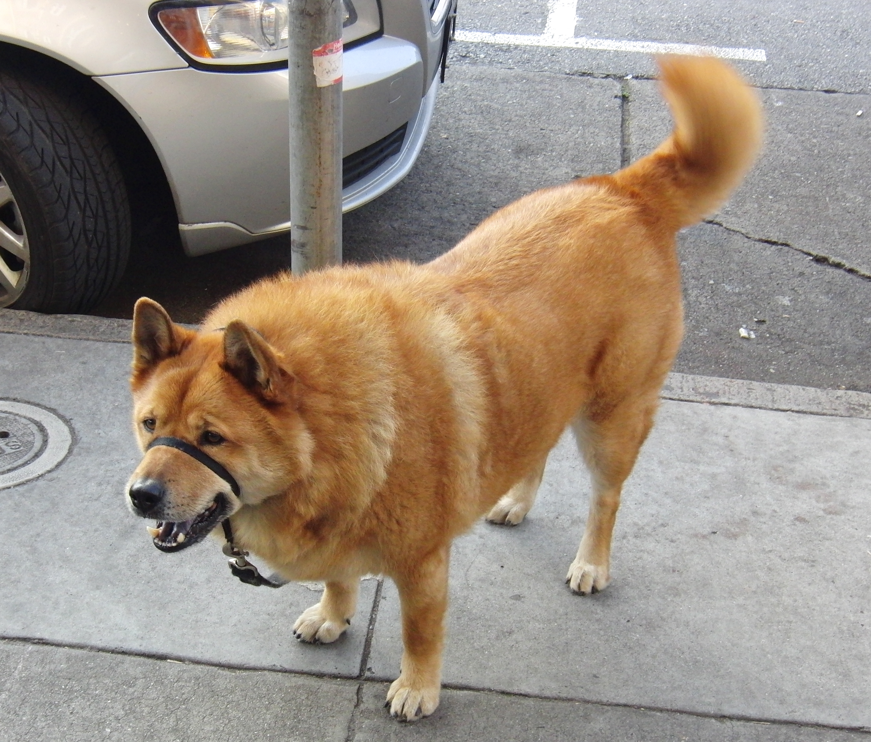 Dog of the Day Chow Mix The Dogs of San Francisco