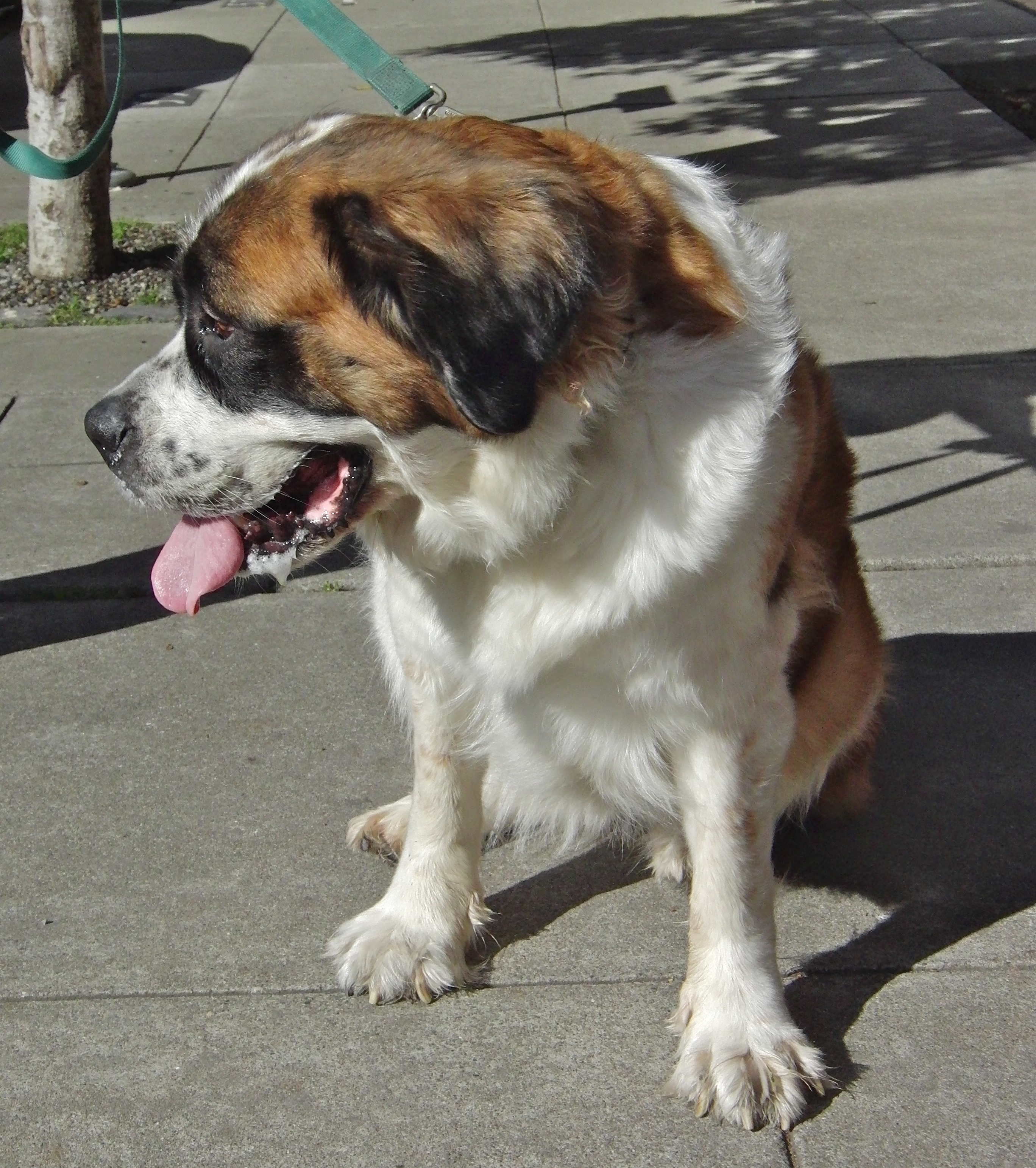 Dog Of The Day Rosie The St Bernard The Dogs Of San