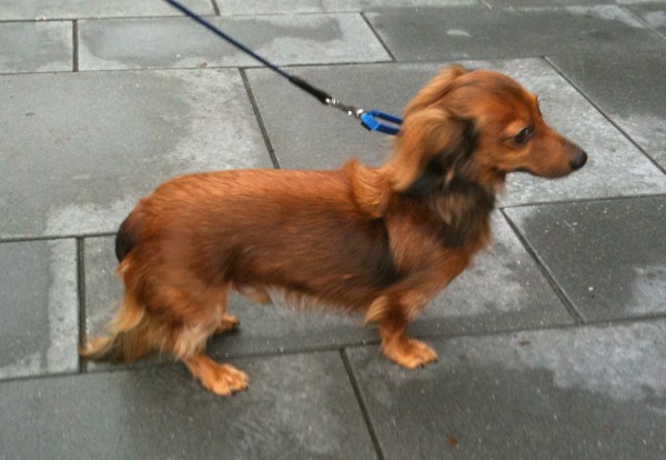 Dog of the Day: Fooooofly Wiener! | The Dogs of San Francisco