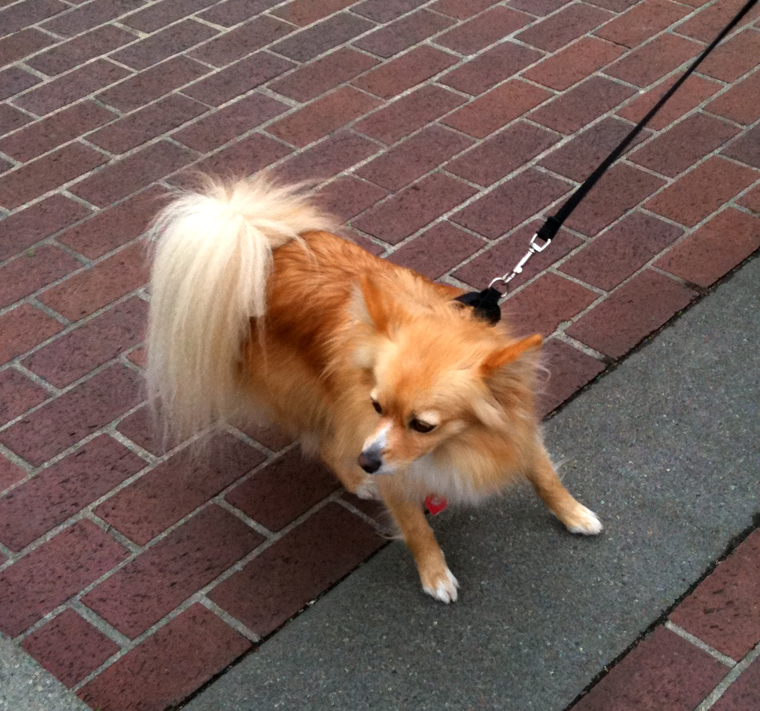 Dog of the Day: Long-Haired Chihuahua - The Dogs of San FranciscoThe Dogs of San Francisco