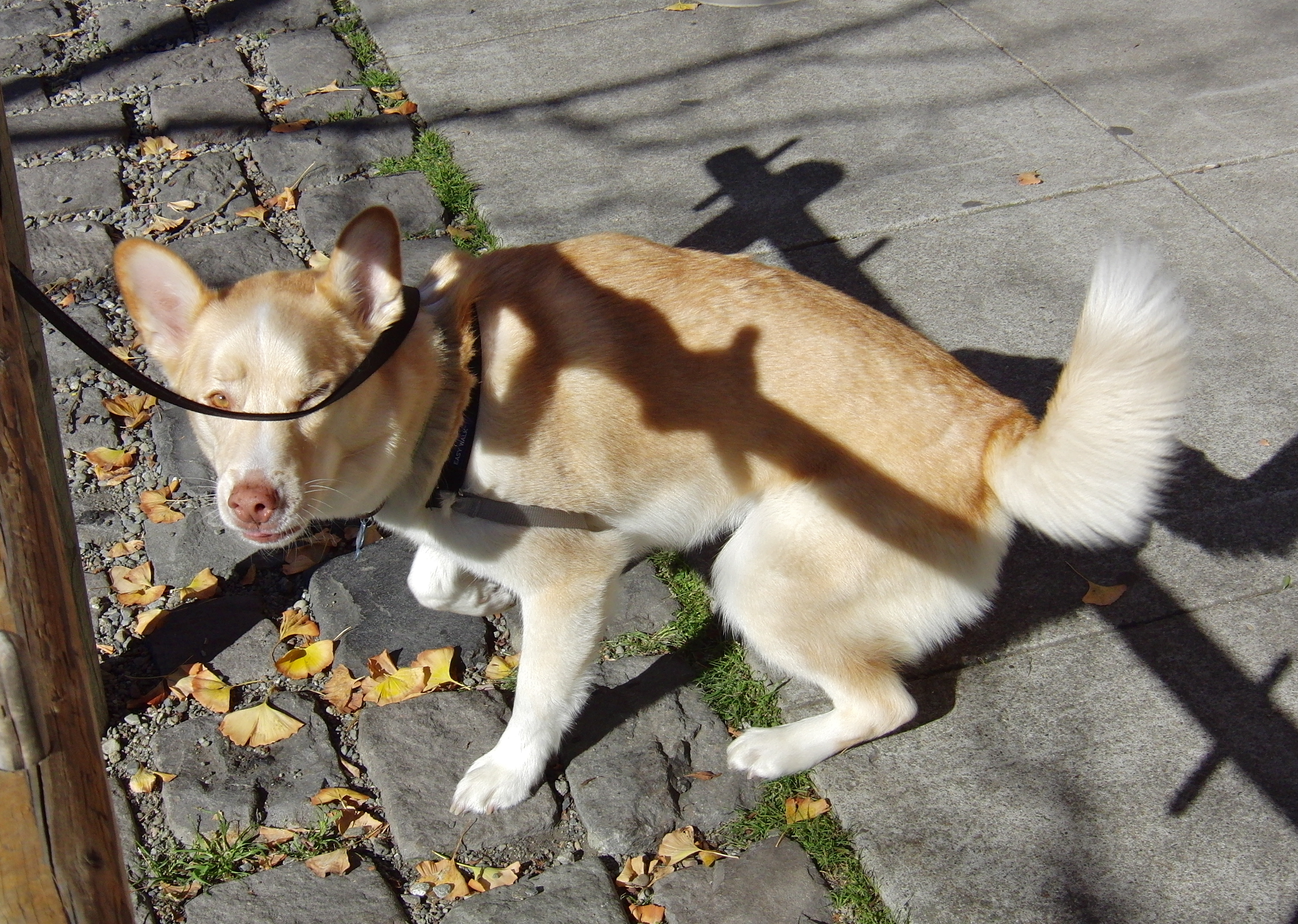 Siberian husky store golden lab mix