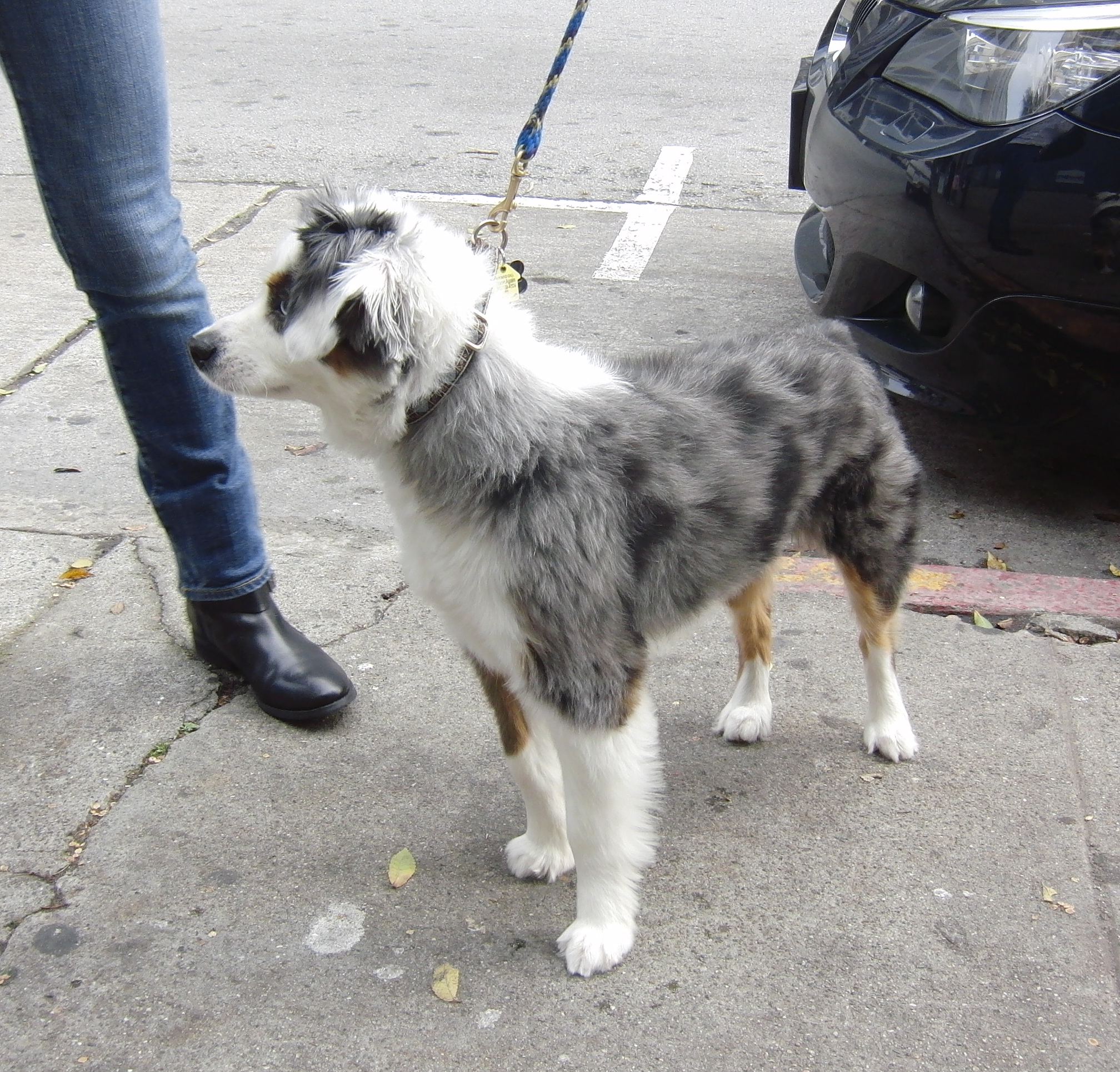 can a australian shepherd have a haircut