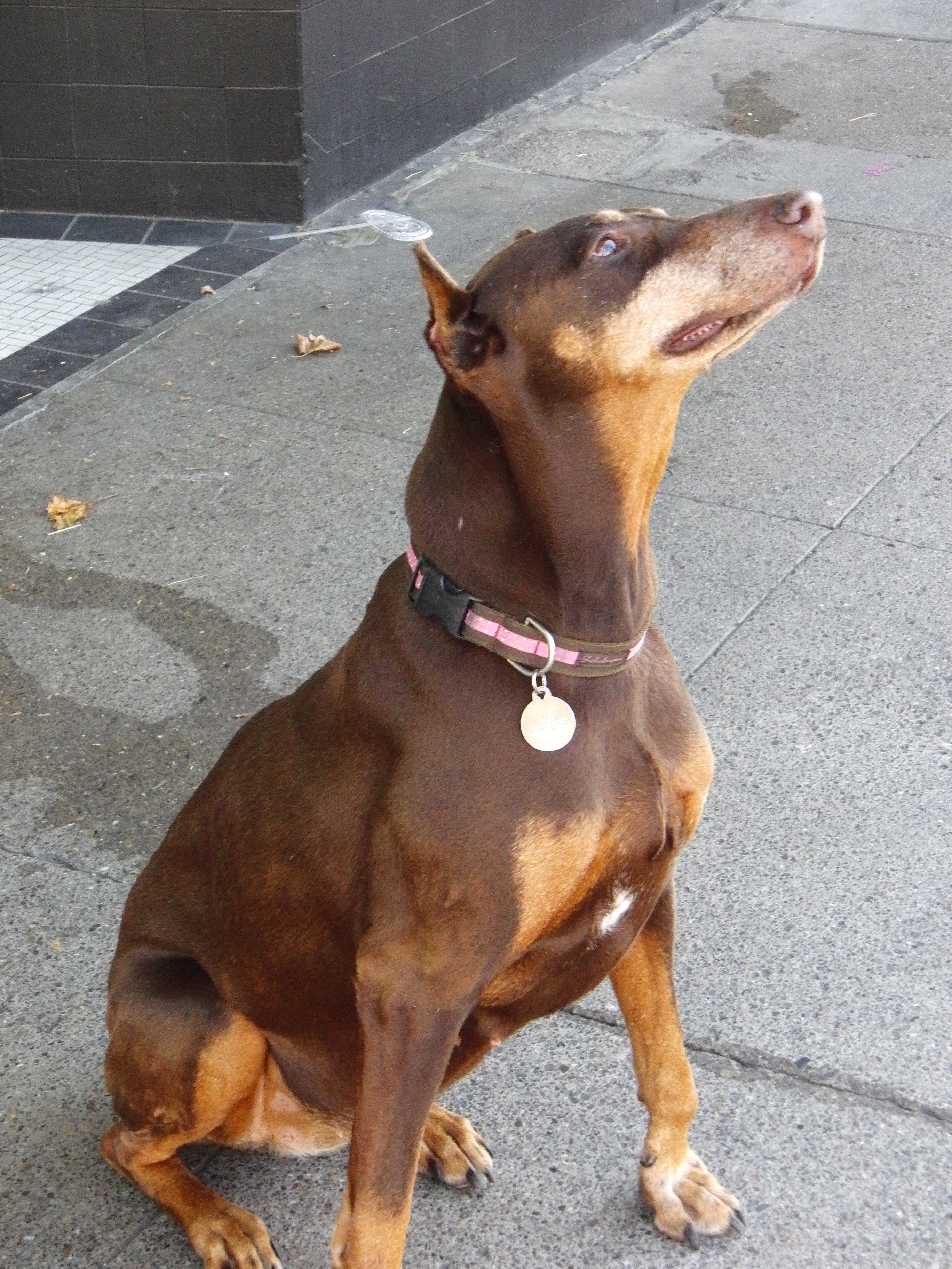 Dog Of The Day Doberman Mix The Dogs Of San Francisco