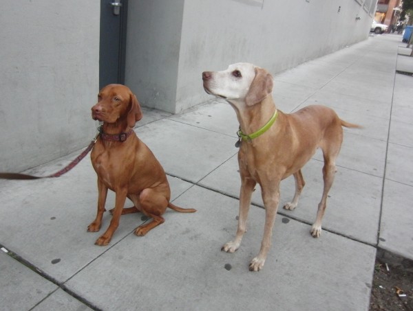Two Vizslas, One Young and One Old