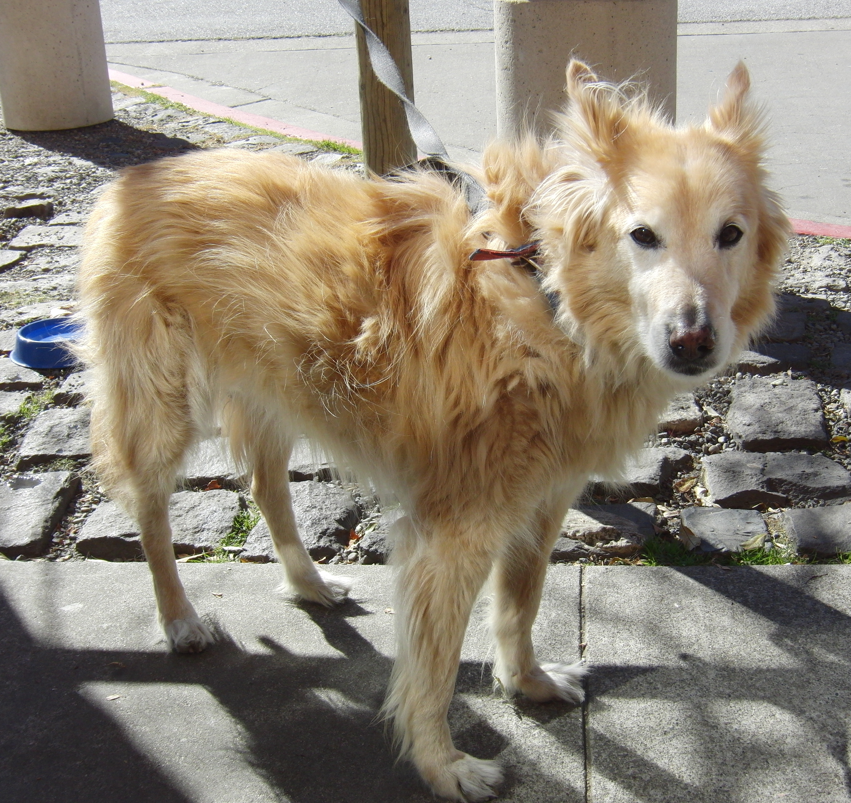 Husky and golden retriever 2024 mix