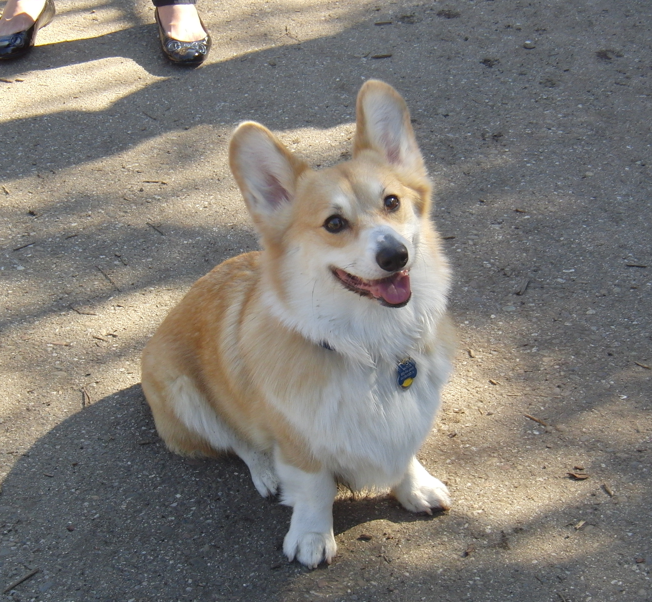 waffles the corgi