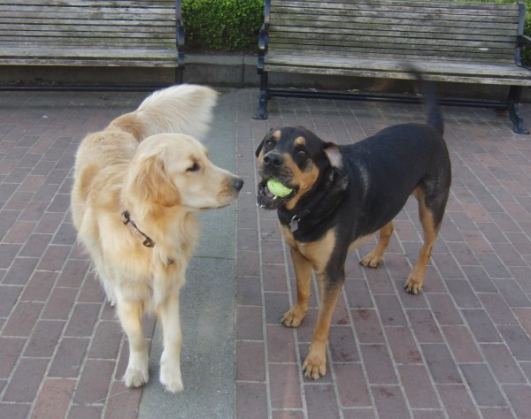 Golden Retriever and Rottweiler