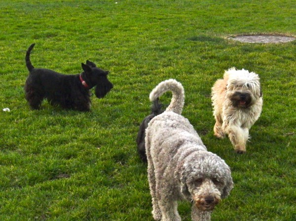 Scottish Terrier, Standard Poodle, and Unidentified Fluffy Dog