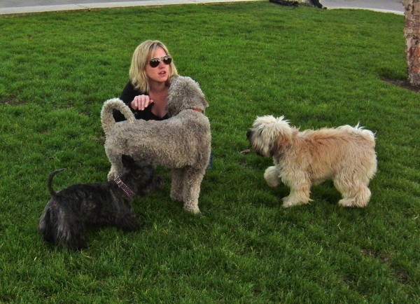 Scottish Terrier, Standard Poodle, and Unidentified Fluffy Dog