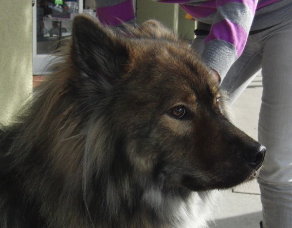 Dog of the Day Serious Eurasier The Dogs of San Francisco
