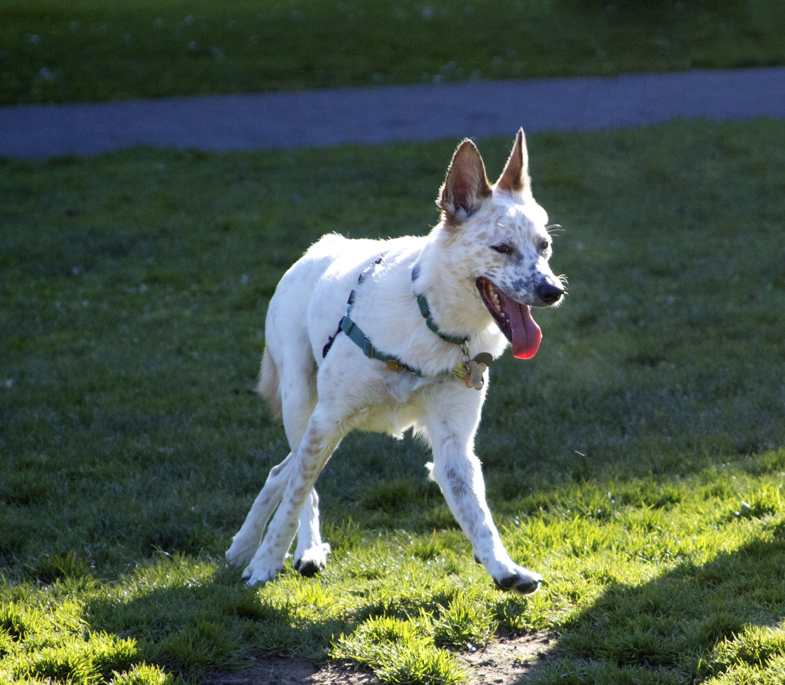 White Border Collie Australian Cattle Dog Mix With Brown Spots