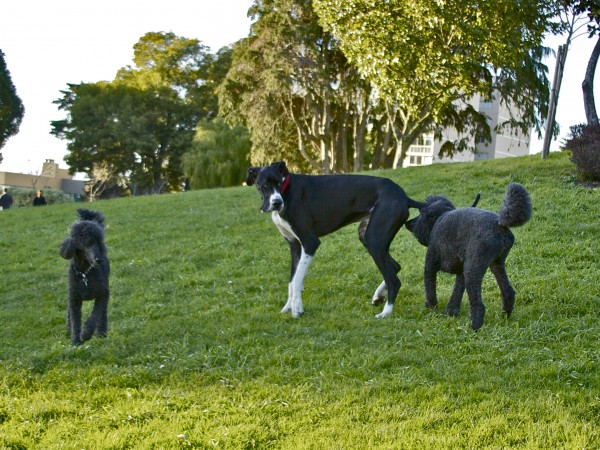 Great Dane and Two Standard Poodles