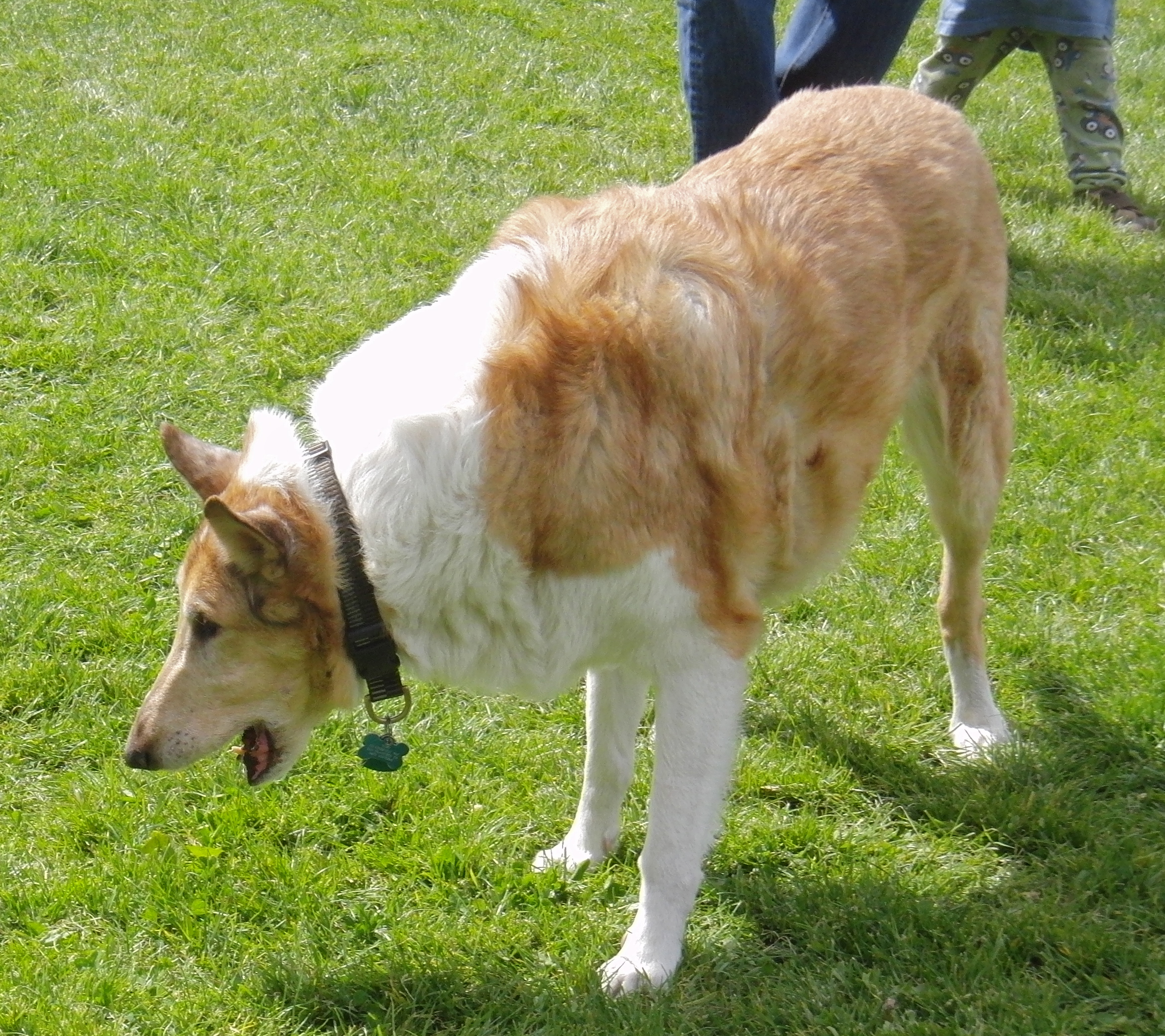 Smooth-Coated Collie