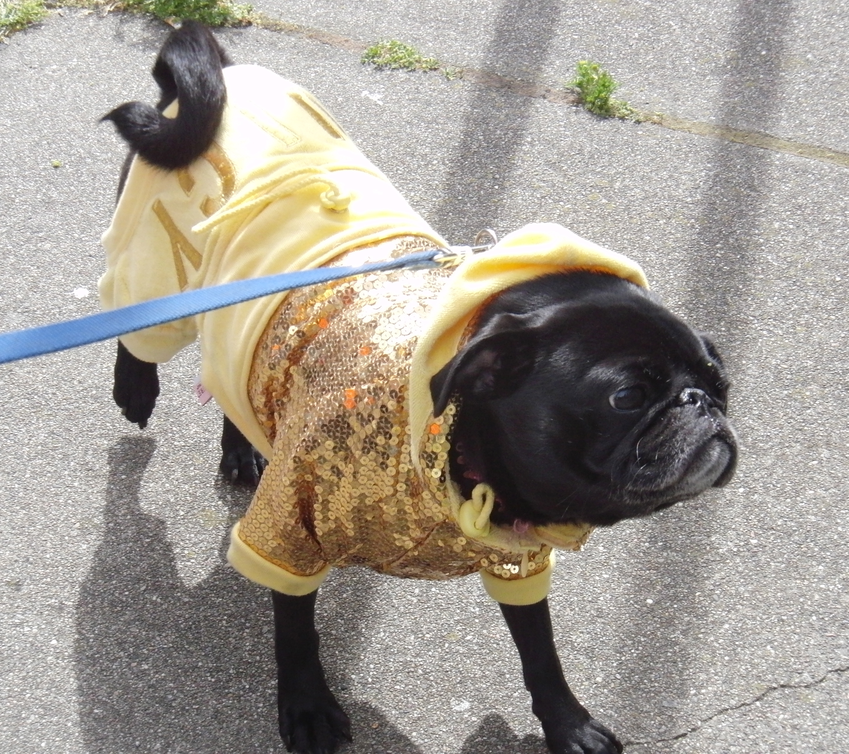 Pug in Gold Sequins