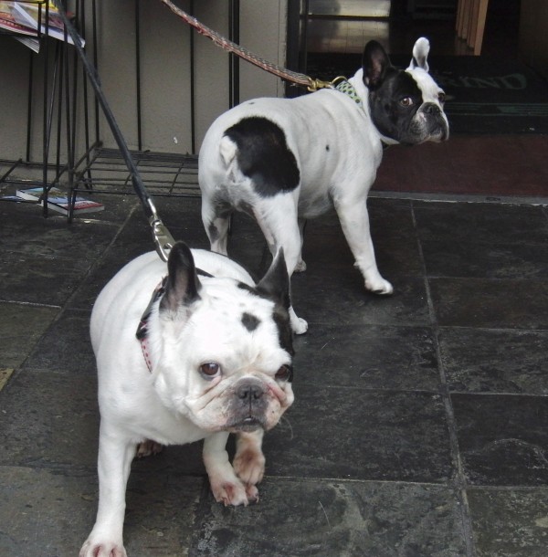 Two French Bulldogs