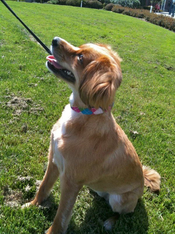 cavalier king charles spaniel mixed with cocker spaniel