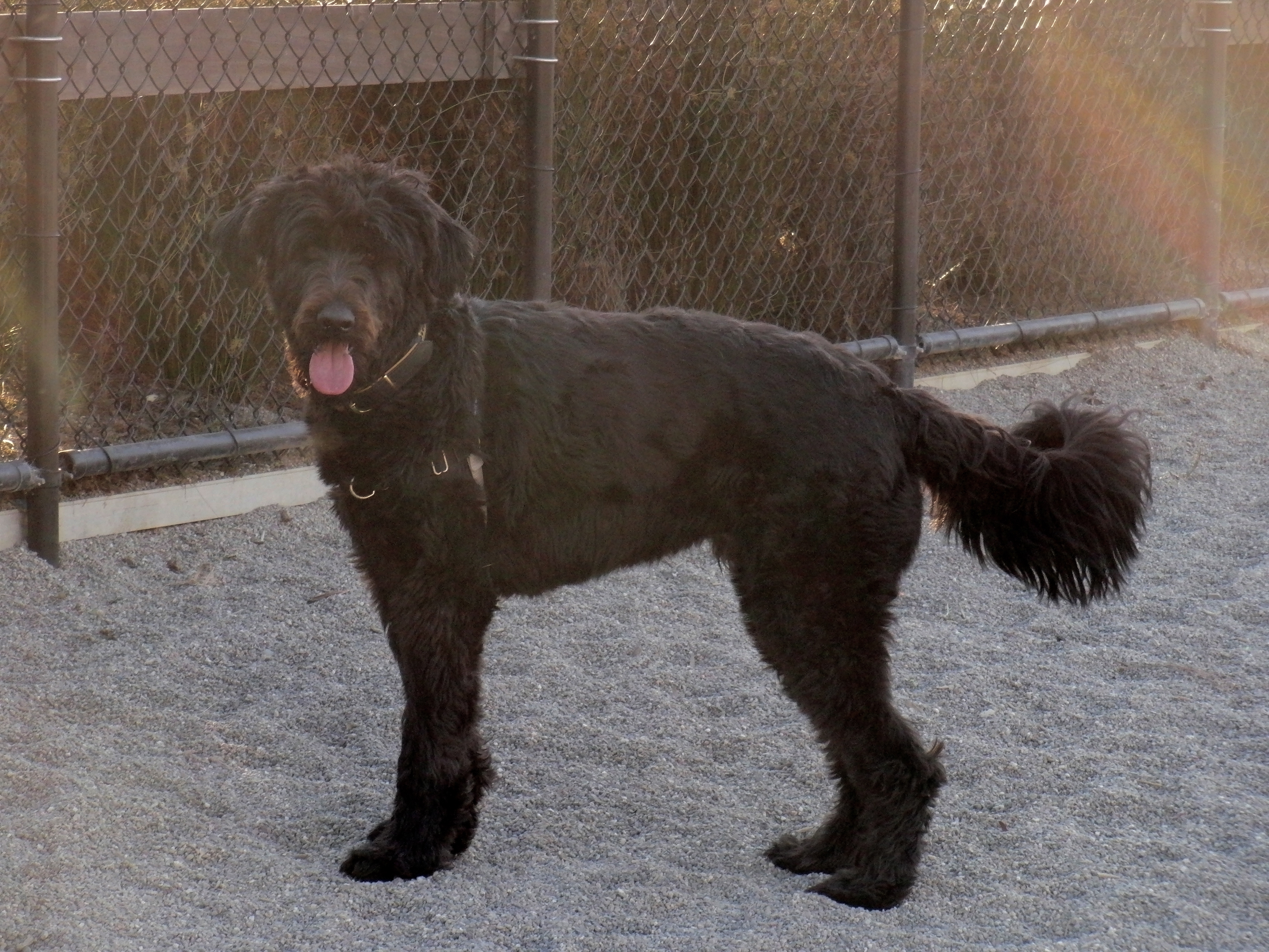 standard poodle and great dane mix