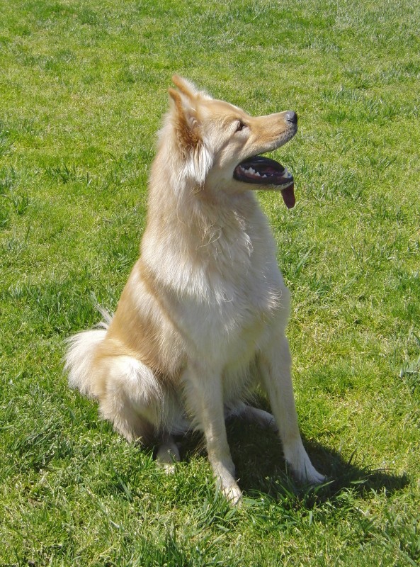 Dog of the Day Dexter the Golden Retriever/Chow Mix The