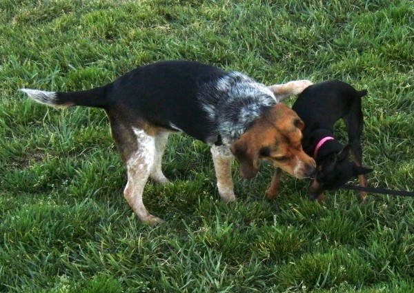 Bluetick Beagle and Miniature Pinscher
