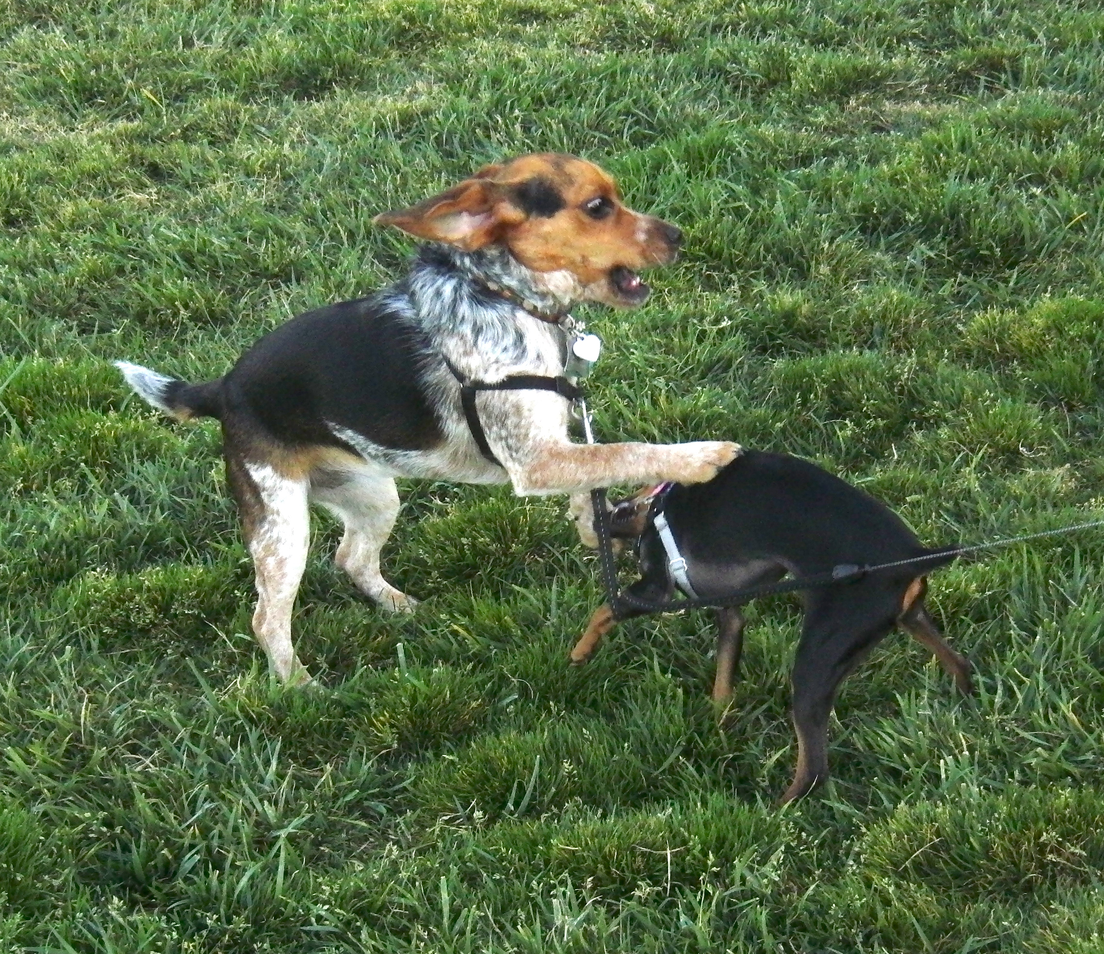 Miniature Pinscher (Min-Pin) and Bluetick Beagle