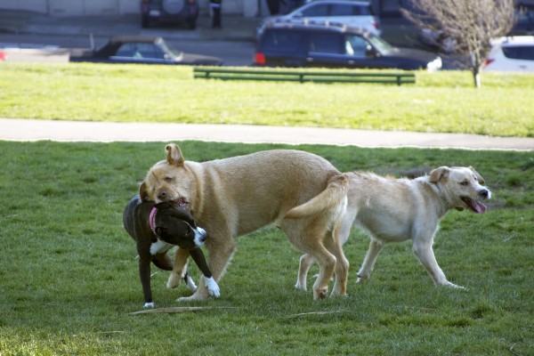 Three dogs being goofy.