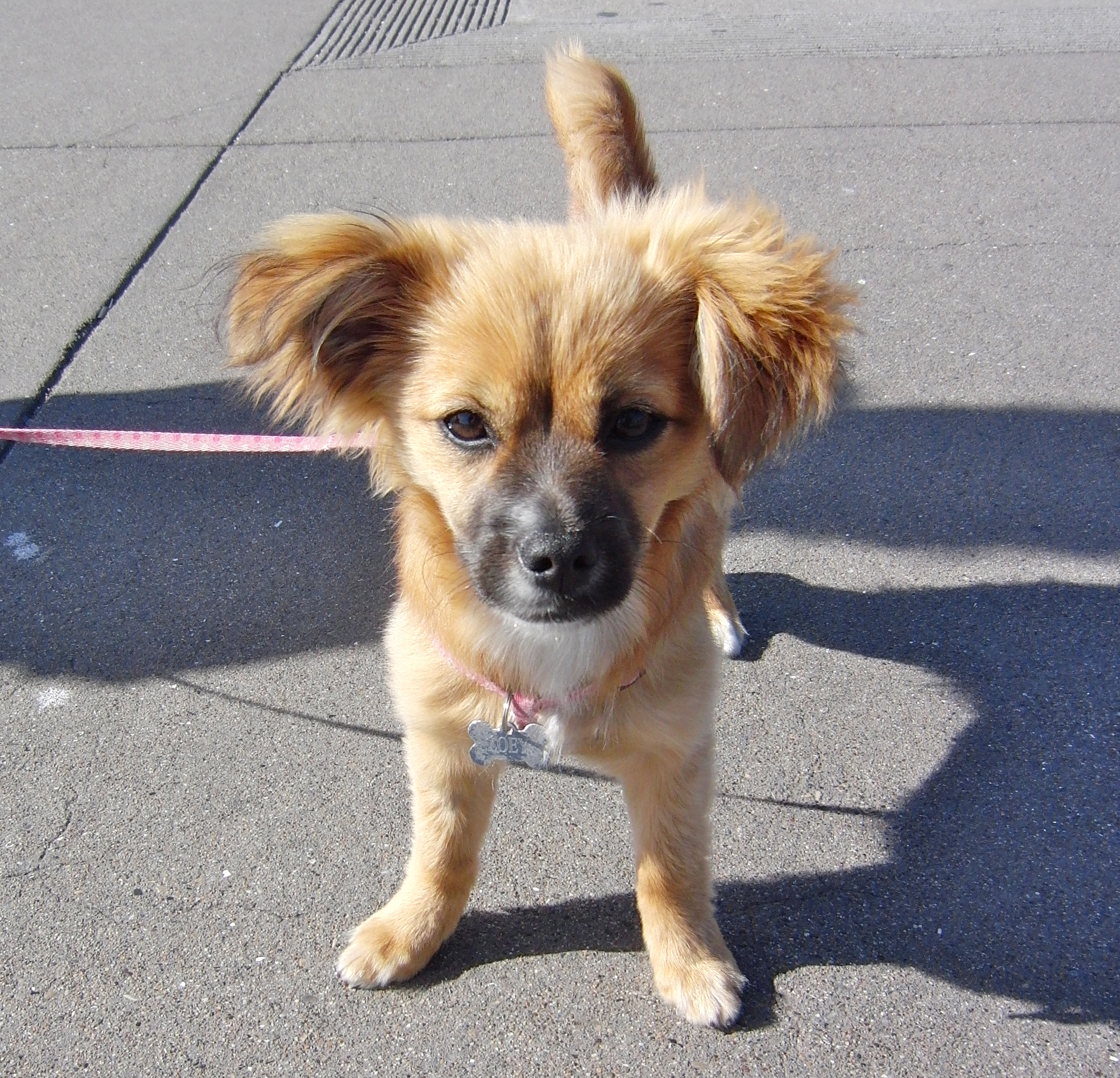 Dog of the Day Zoey the Pom/Chihuahua/Dachshund Mix Puppy