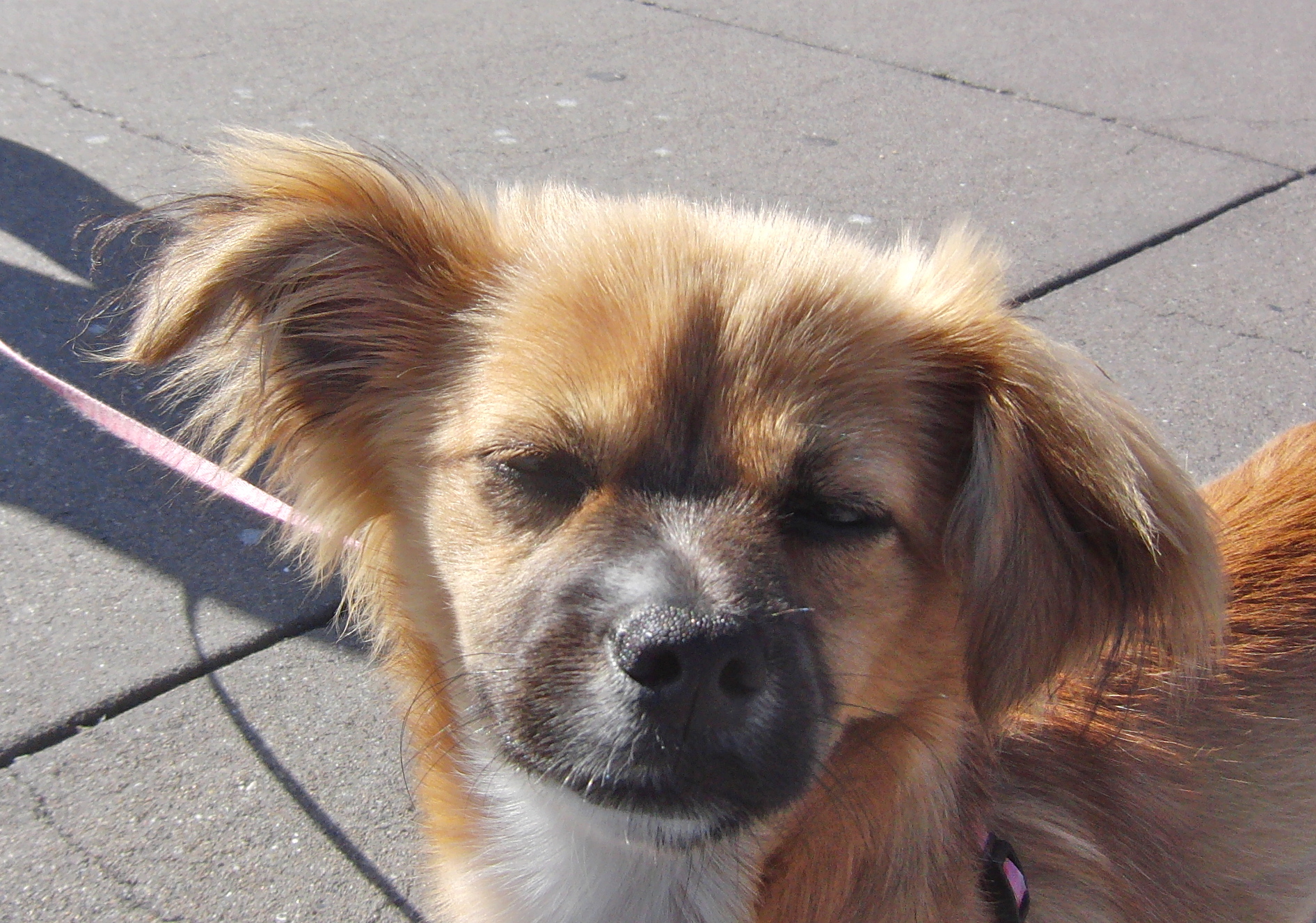 Dog of the Day Zoey the Pom/Chihuahua/Dachshund Mix Puppy