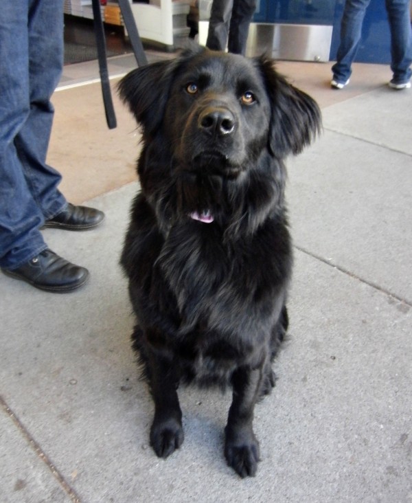 Dog of the Day Darcy the Newfie/Border Collie Mix The