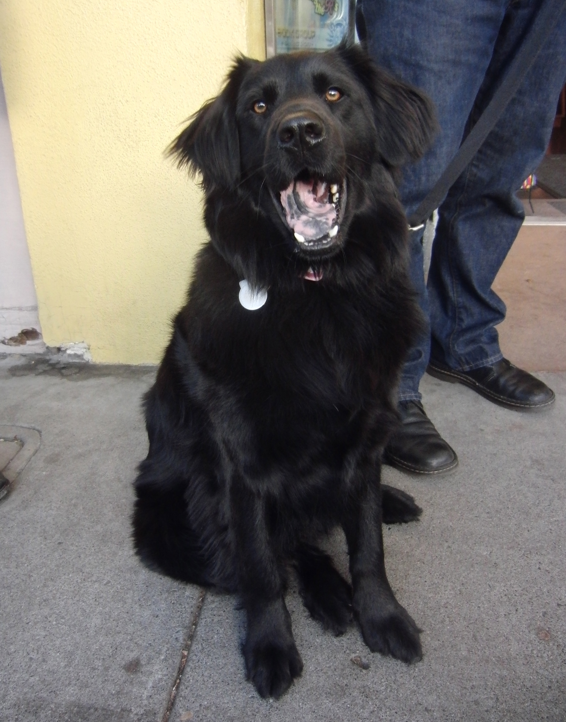 newfoundland collie